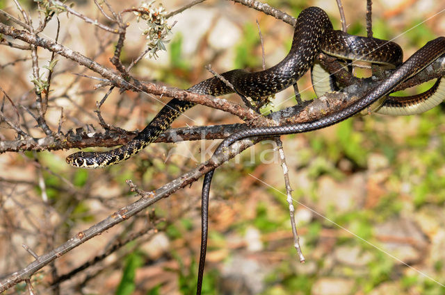 Western Whipsnake (Coluber viridiflavus)