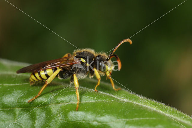 Wasp-bee (Nomada succincta)