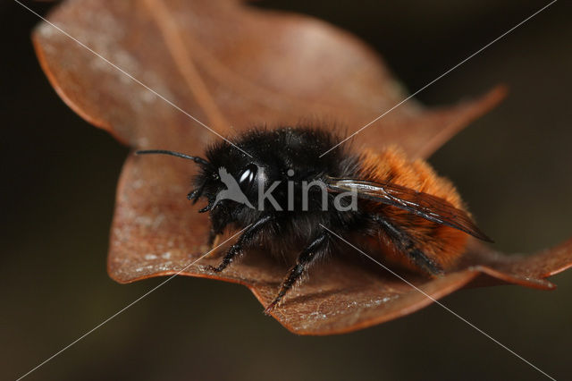 Osmia cornuta