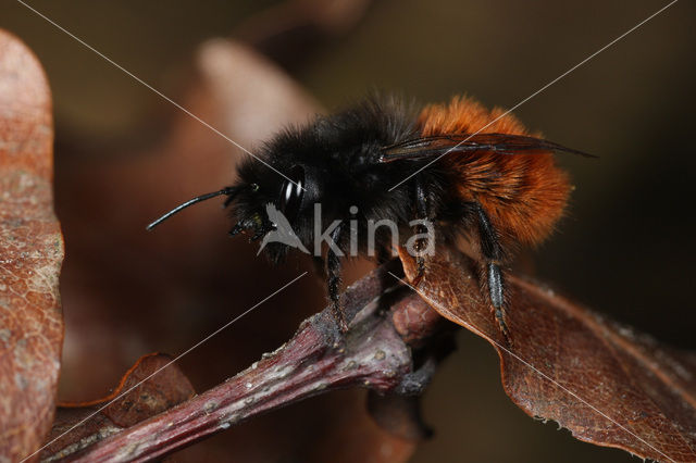 Gehoornde metselbij (Osmia cornuta)