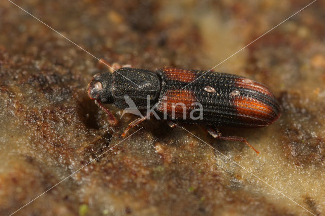 Gekerfde schorskever (Bitoma crenata)