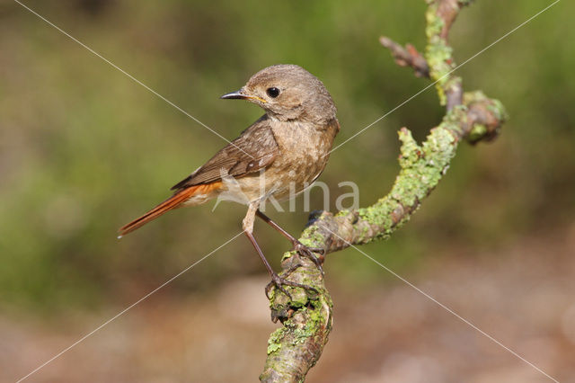 Common Redstart (Phoenicurus phoenicurus)