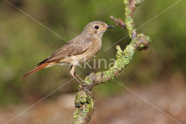 Common Redstart (Phoenicurus phoenicurus)