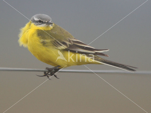 Yellow Wagtail (Motacilla flava)