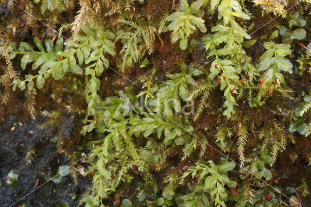 Hart’s-tongue Thyme-moss (Plagiomnium undulatum)