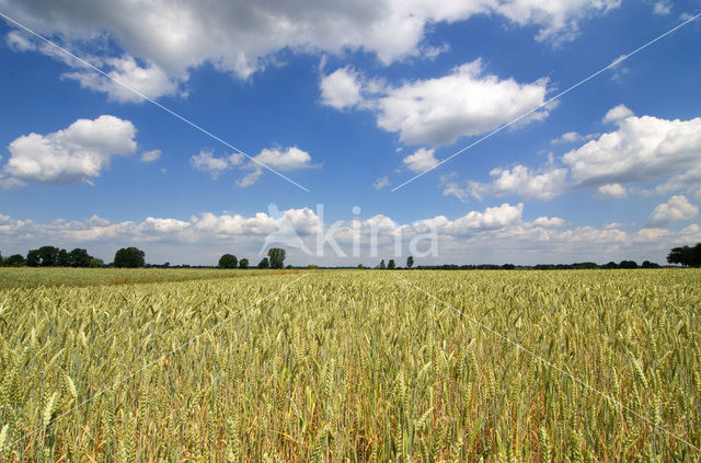 Six-row Barley (Hordeum vulgare)