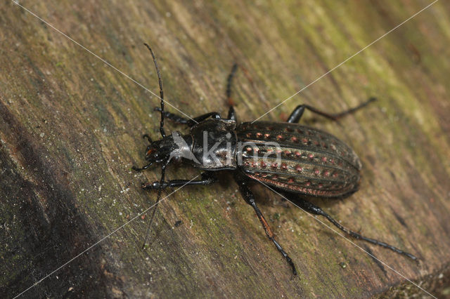 Getraliede schallebijter (Carabus clathratus)