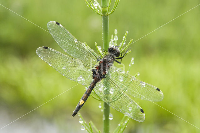 Large White-faced Darter (Leucorrhinia pectoralis)