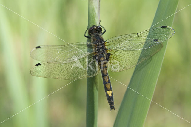 Large White-faced Darter (Leucorrhinia pectoralis)