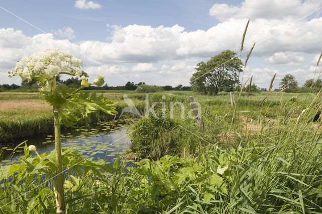 Hogweed (Heracleum sphondylium)