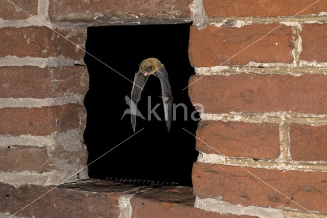 Common Pipistrelle (Pipistrellus pipistrellus)