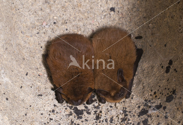 Common Pipistrelle (Pipistrellus pipistrellus)