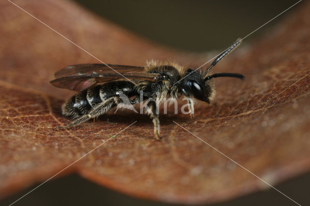 Gewone dwergzandbij (Andrena minutula)