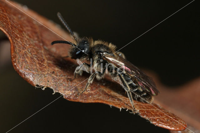 Gewone dwergzandbij (Andrena minutula)