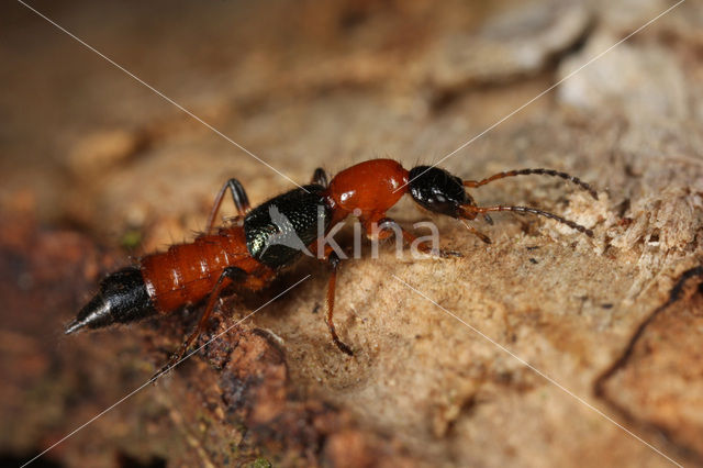Paederus riparius