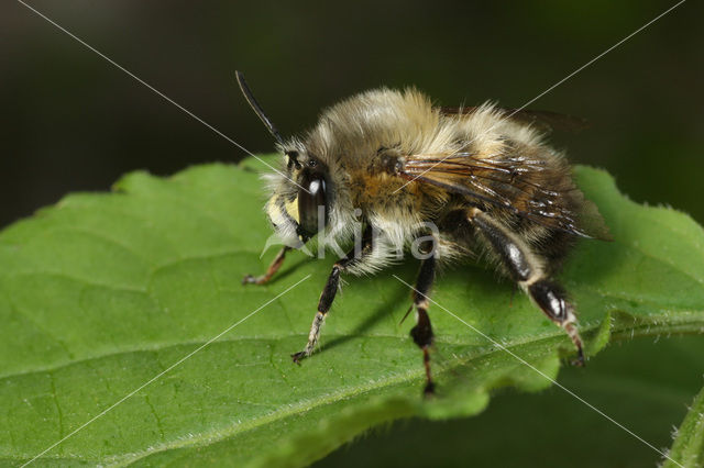 Gewone sachembij (Anthophora plumipes)