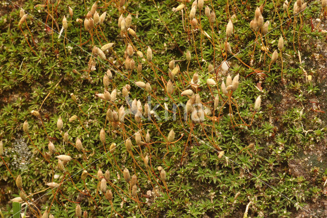 Gewone viltmuts (Pogonatum aloides)