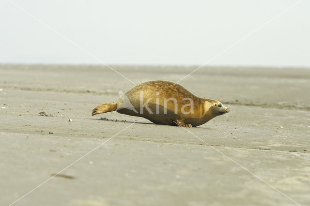 Common Seal (Phoca vitulina)