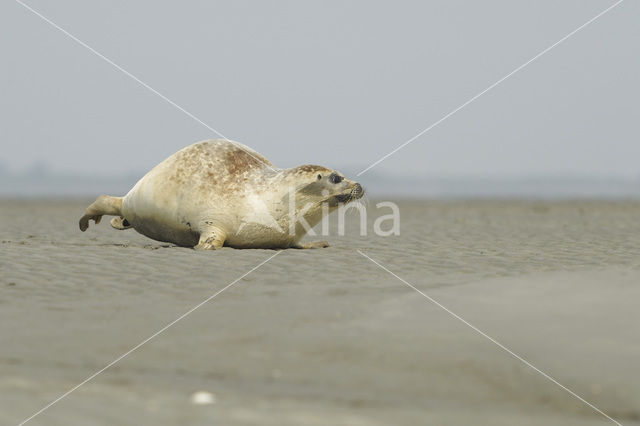 Common Seal (Phoca vitulina)