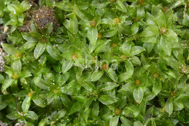 Cord Moss (Funaria hygrometrica)
