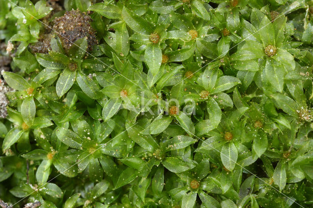 Gewoon krulmos (Funaria hygrometrica)