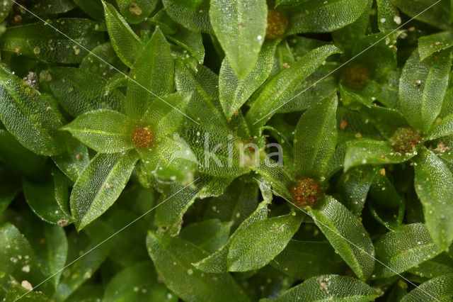 Gewoon krulmos (Funaria hygrometrica)
