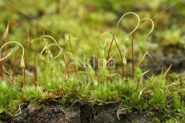 Gewoon krulmos (Funaria hygrometrica)