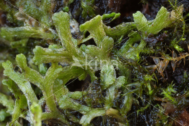 Gewoon watervorkje (Riccia fluitans)