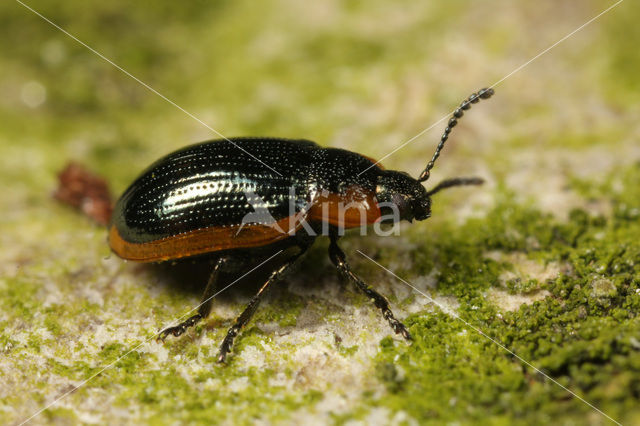 Hydrothassa marginella