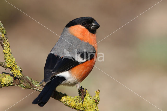 Eurasian Bullfinch (Pyrrhula pyrrhula)