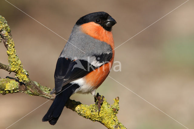 Eurasian Bullfinch (Pyrrhula pyrrhula)