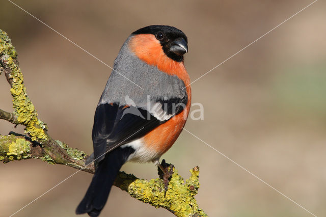 Eurasian Bullfinch (Pyrrhula pyrrhula)
