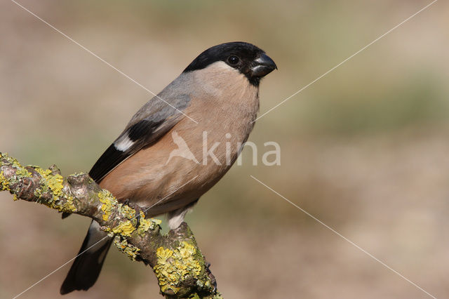 Eurasian Bullfinch (Pyrrhula pyrrhula)