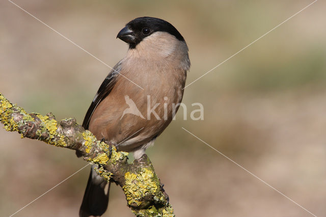 Eurasian Bullfinch (Pyrrhula pyrrhula)