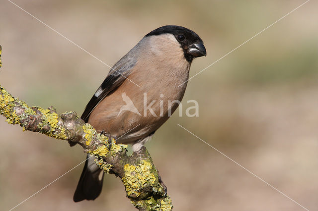 Eurasian Bullfinch (Pyrrhula pyrrhula)