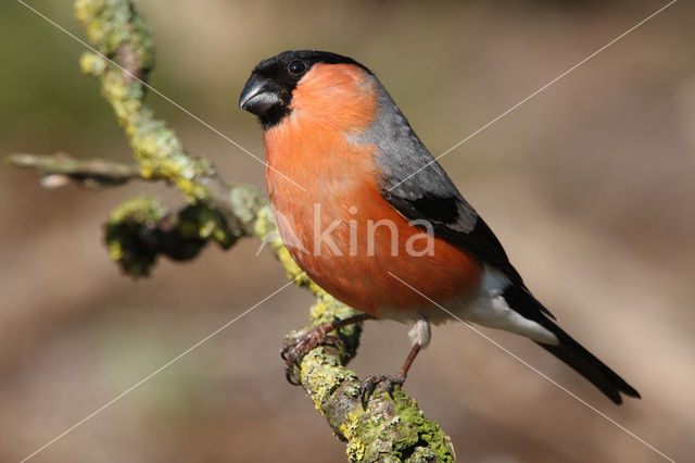 Eurasian Bullfinch (Pyrrhula pyrrhula)