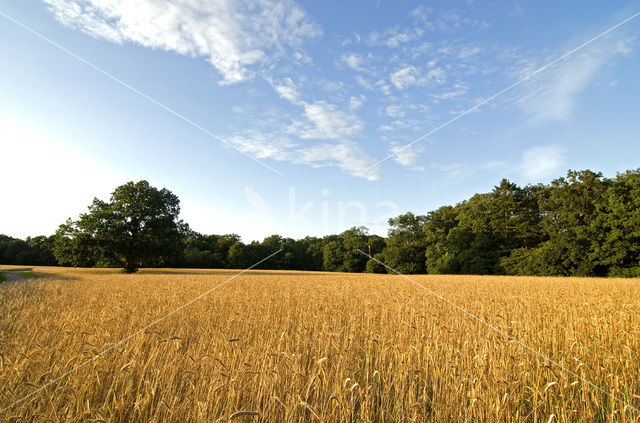 Grain