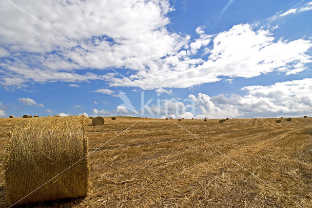 Grain