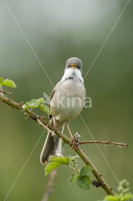 Grasmus (Sylvia communis)