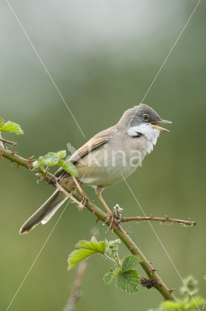 Grasmus (Sylvia communis)