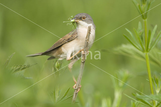 Greater Whitethroat (Sylvia communis)