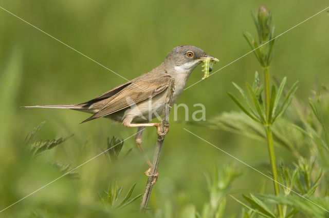 Grasmus (Sylvia communis)