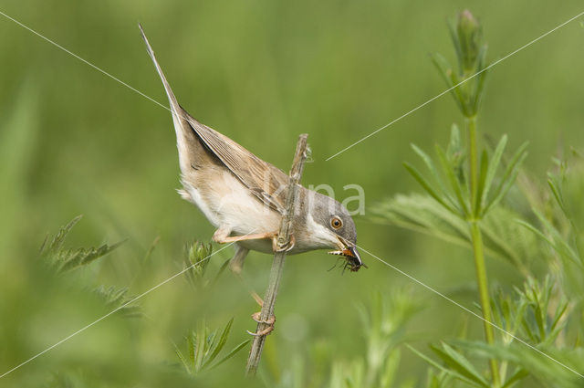 Greater Whitethroat (Sylvia communis)