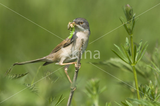 Greater Whitethroat (Sylvia communis)