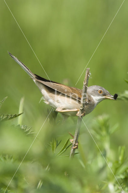 Grasmus (Sylvia communis)