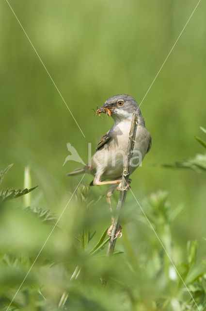 Grasmus (Sylvia communis)