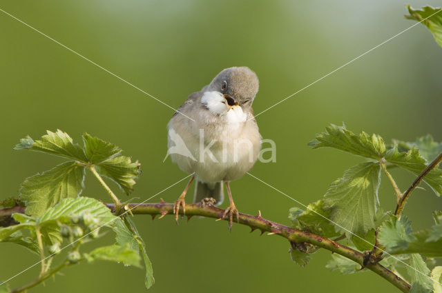 Greater Whitethroat (Sylvia communis)