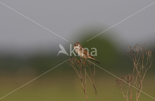 Greater Whitethroat (Sylvia communis)