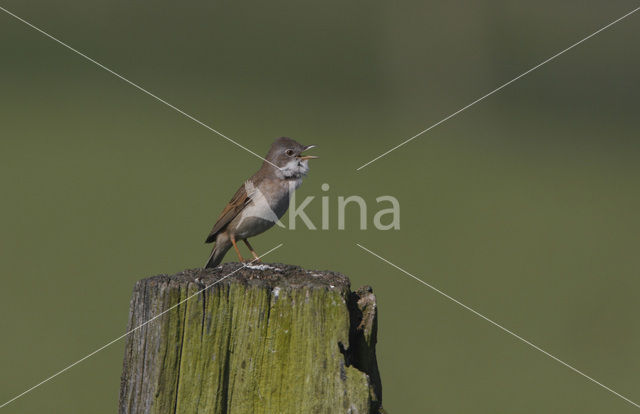 Greater Whitethroat (Sylvia communis)