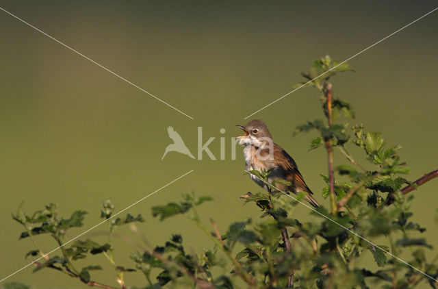 Greater Whitethroat (Sylvia communis)